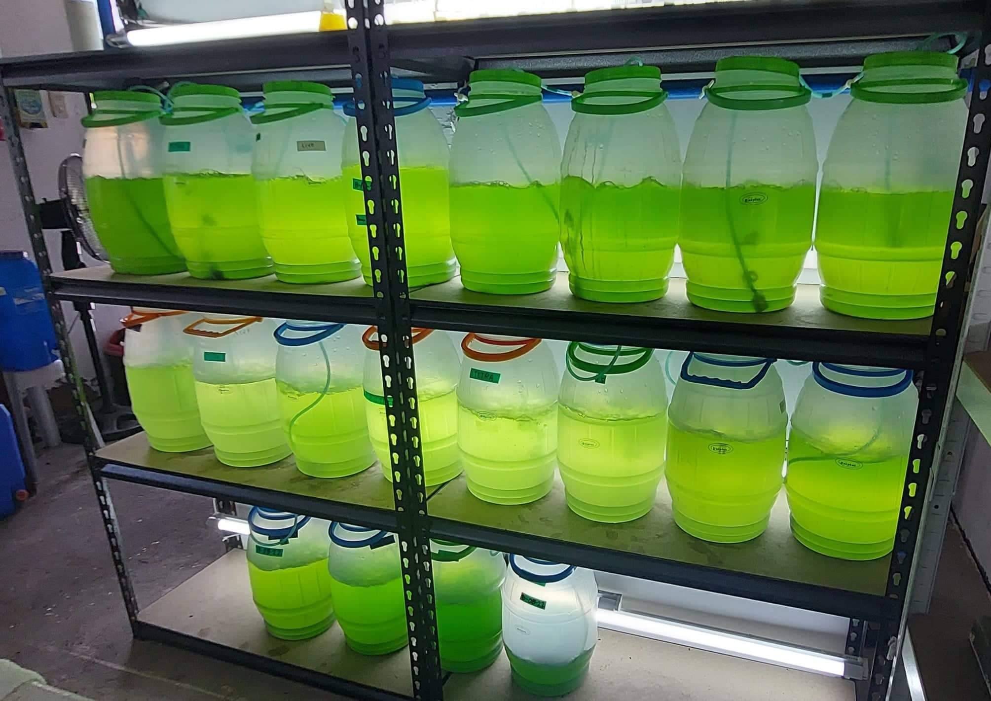 Rows of illuminated microalgae culture vessels at Algacon