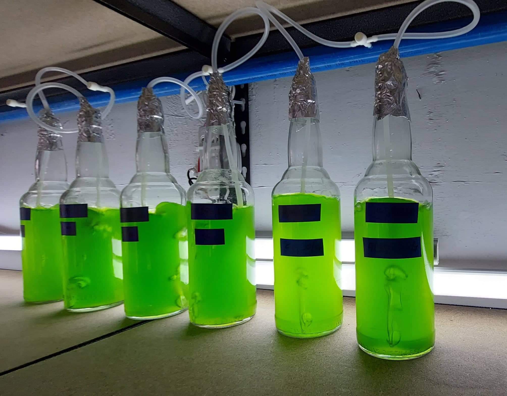 Close-up of controlled microalgae cultures in laboratory vessels